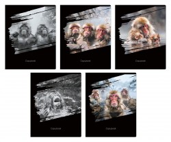 Тетрадь  48л Альфа-Тренд 120039 "Снежные обезьяны" клетка, ассорти