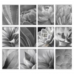 Тетради предметные БиДжи 09105 "Succulents" /12шт/ 48л. 379722